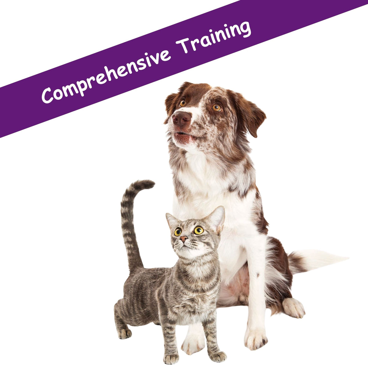 dog and cat standing next to each other for comprehensive training