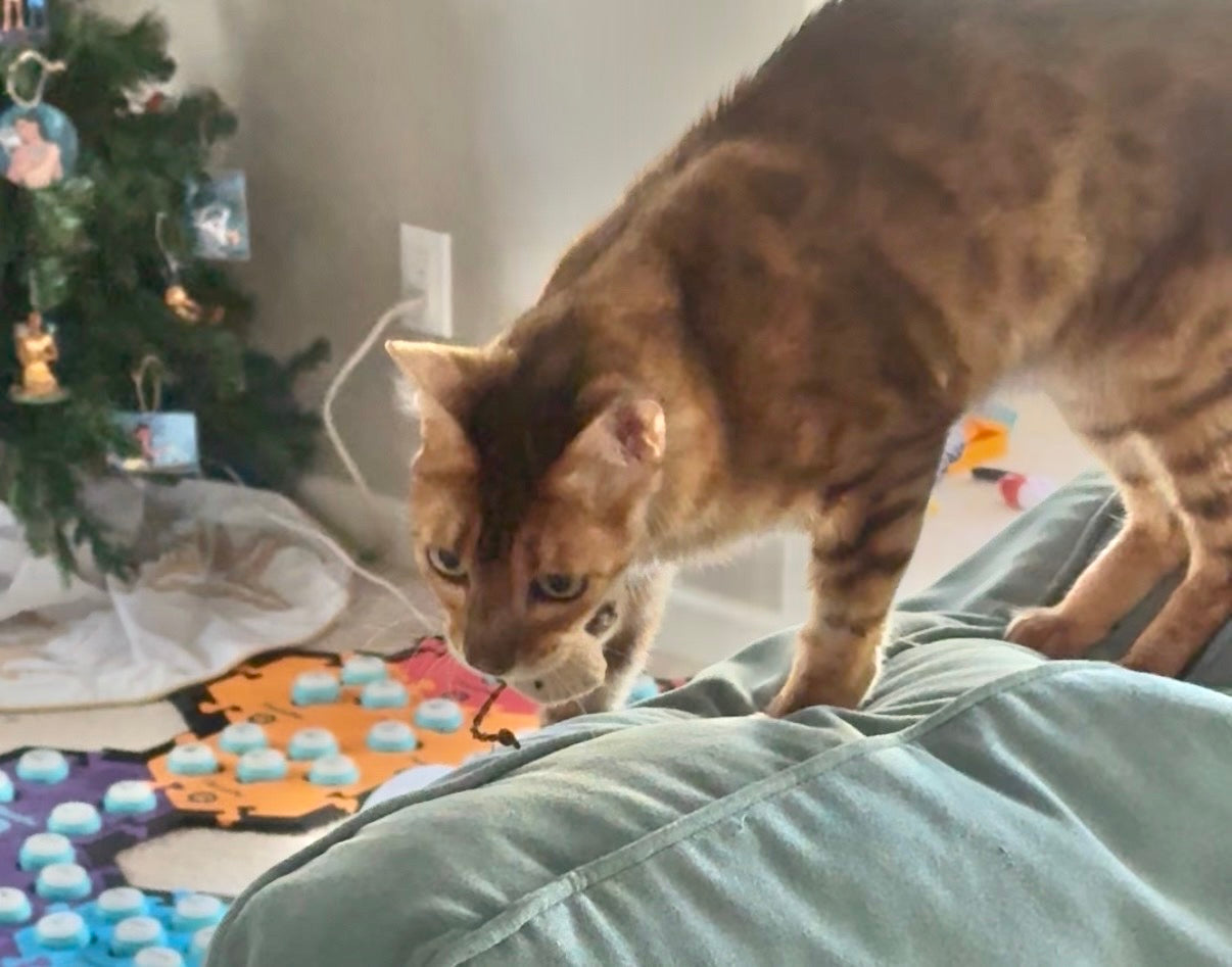 Fiki's Mouse Toys