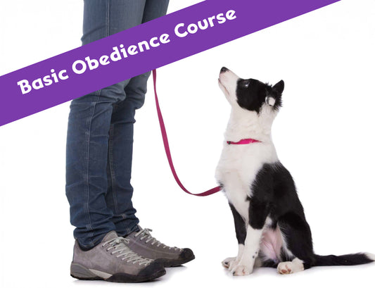 Basic Obedience Course