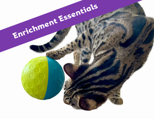 Enrichment Essentials Course